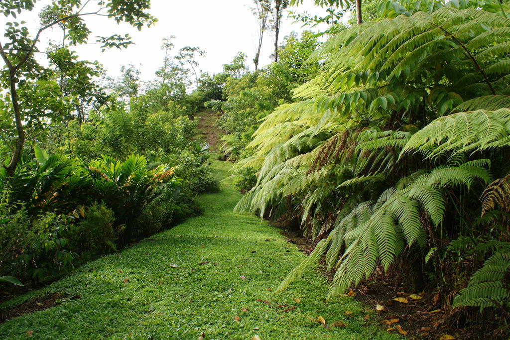 Arenal Waterfall Lodge Dış mekan fotoğraf